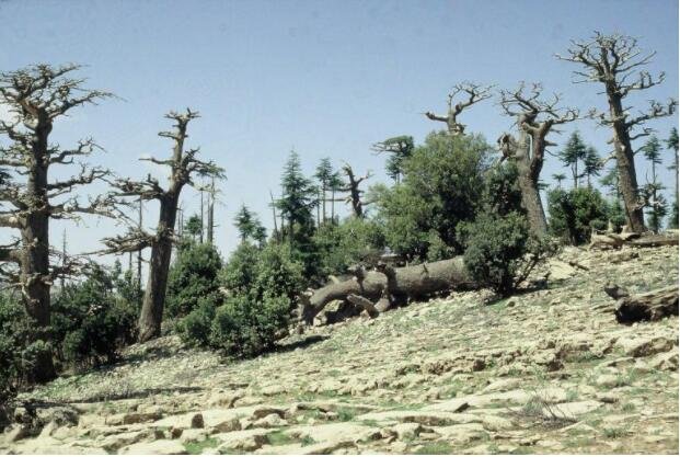 “更热干旱的指纹”——地球的森林能否在全球变暖中幸存下来？.jpg