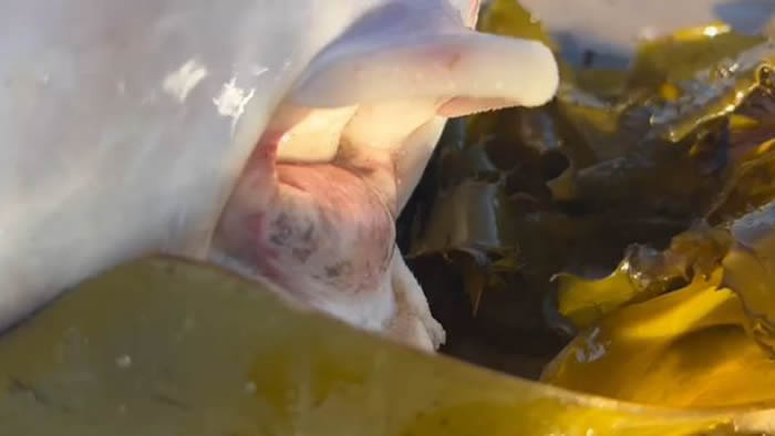 澳洲邦迪海岸发现灵异海怪 外型像鱼类却有和人类相似的嘴唇和牙齿