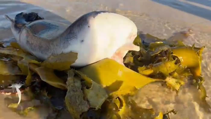 澳洲邦迪海岸发现灵异海怪 外型像鱼类却有和人类相似的嘴唇和牙齿