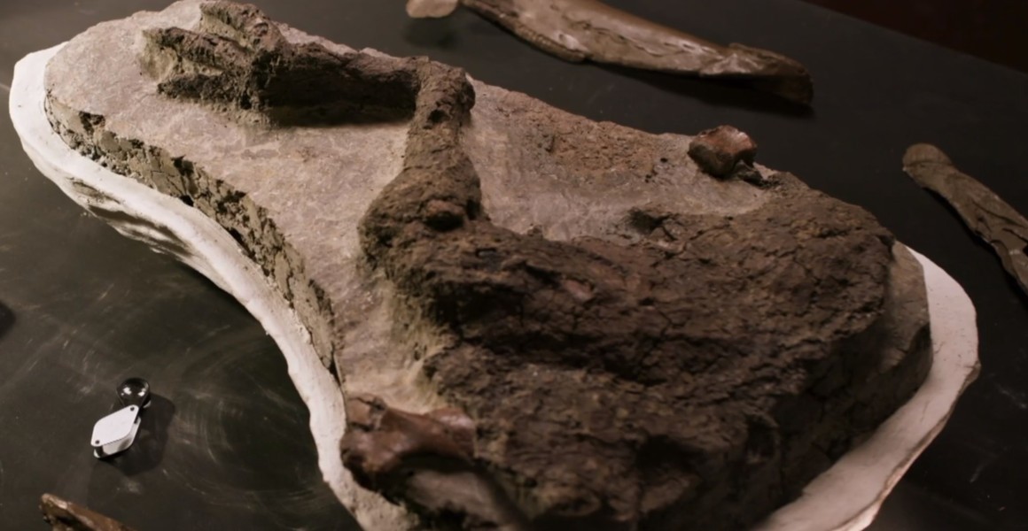 美国北达科塔州发现三角龙腿化石 科学家认为这只三角龙死于6600万年前小行星撞击地球那天