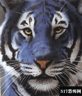 中国黑蓝虎灭绝谜团，人类成为黑蓝虎灭绝的罪魁祸首