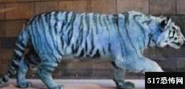 中国黑蓝虎灭绝谜团