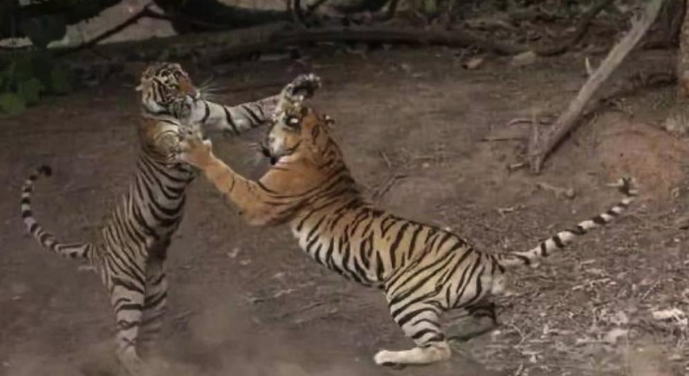 老虎真的有血脉压制吗？公虎为什么怕母老虎