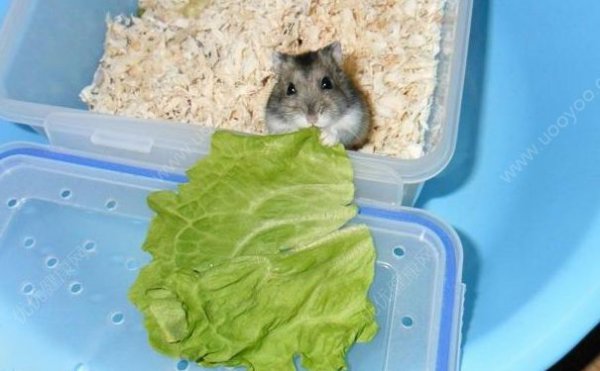 仓鼠吃生菜是真的吗？菠菜和青菜会对仓鼠的肾脏造成损害