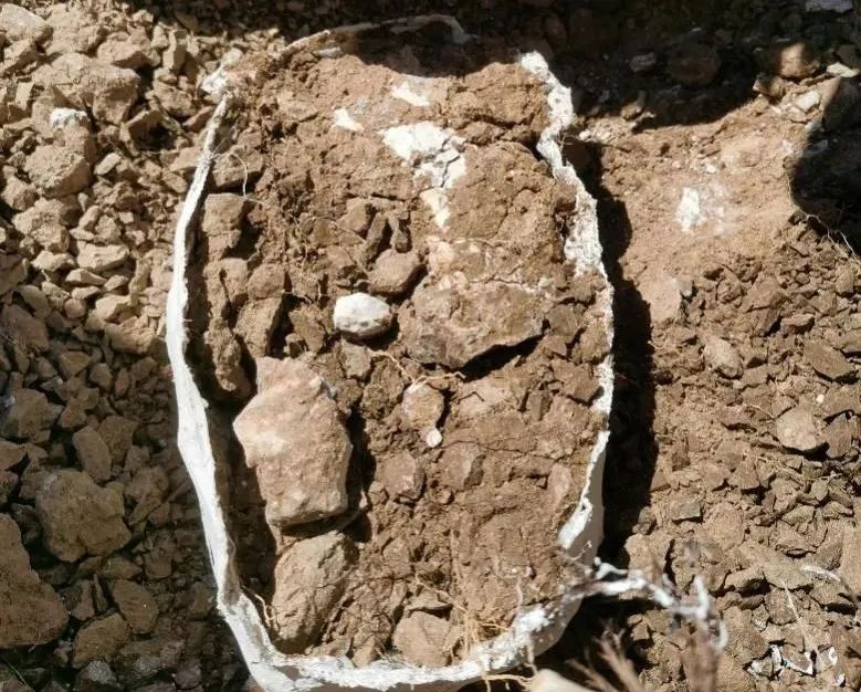 新疆温泉县发现的哺乳动物化石是八百万年前的三趾马动物群