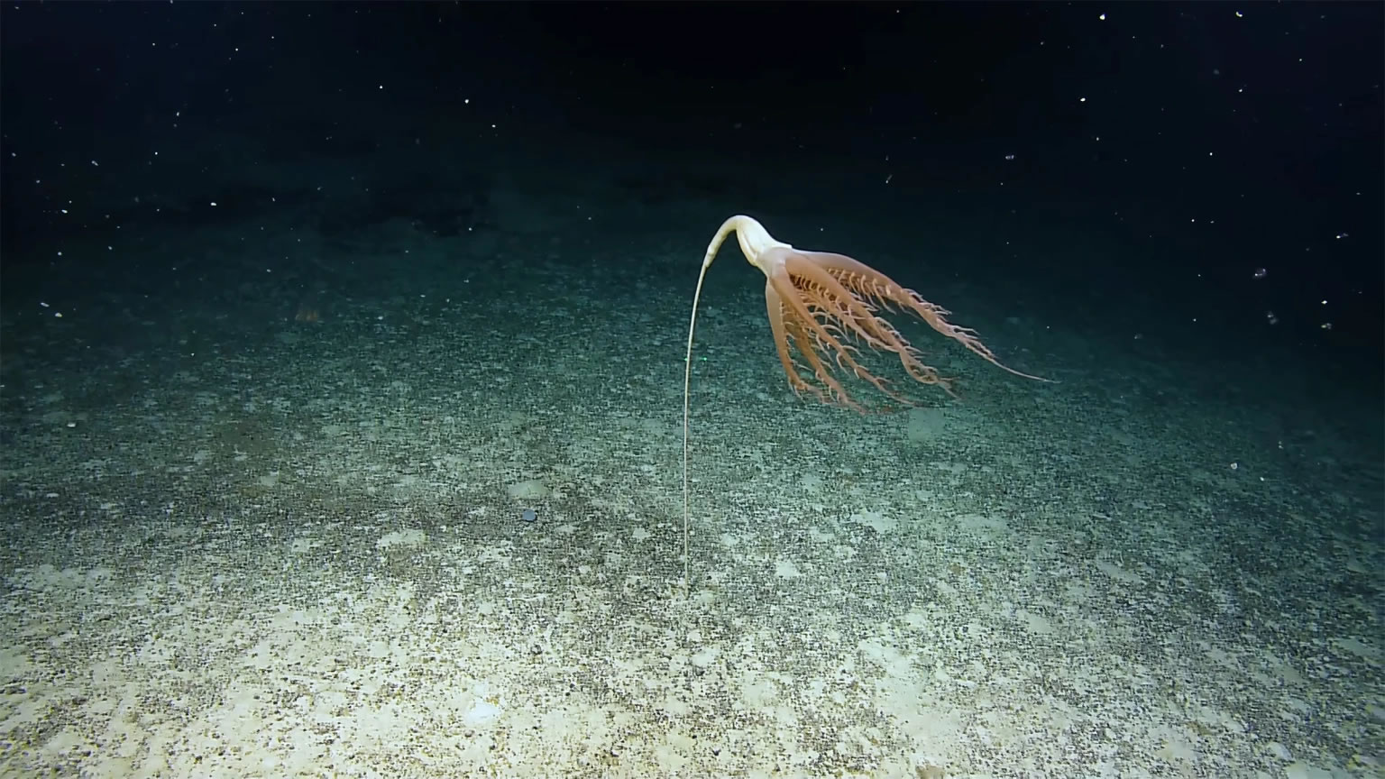 鹦鹉螺号在太平洋深处拍摄到罕见的海洋物种Solumbellula海笔