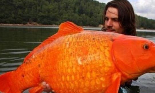 世界上最大的金鱼 法国南部湖泊惊现27斤巨型金鱼