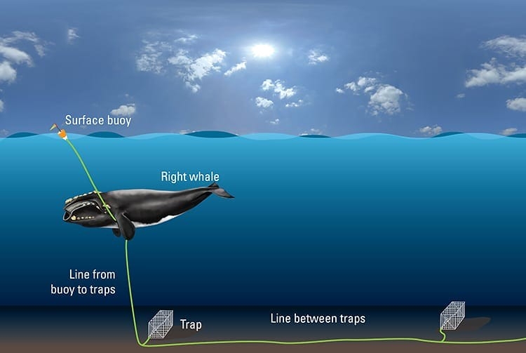 极度濒危的北大西洋露脊鲸深受人类的龙虾捕捞威胁