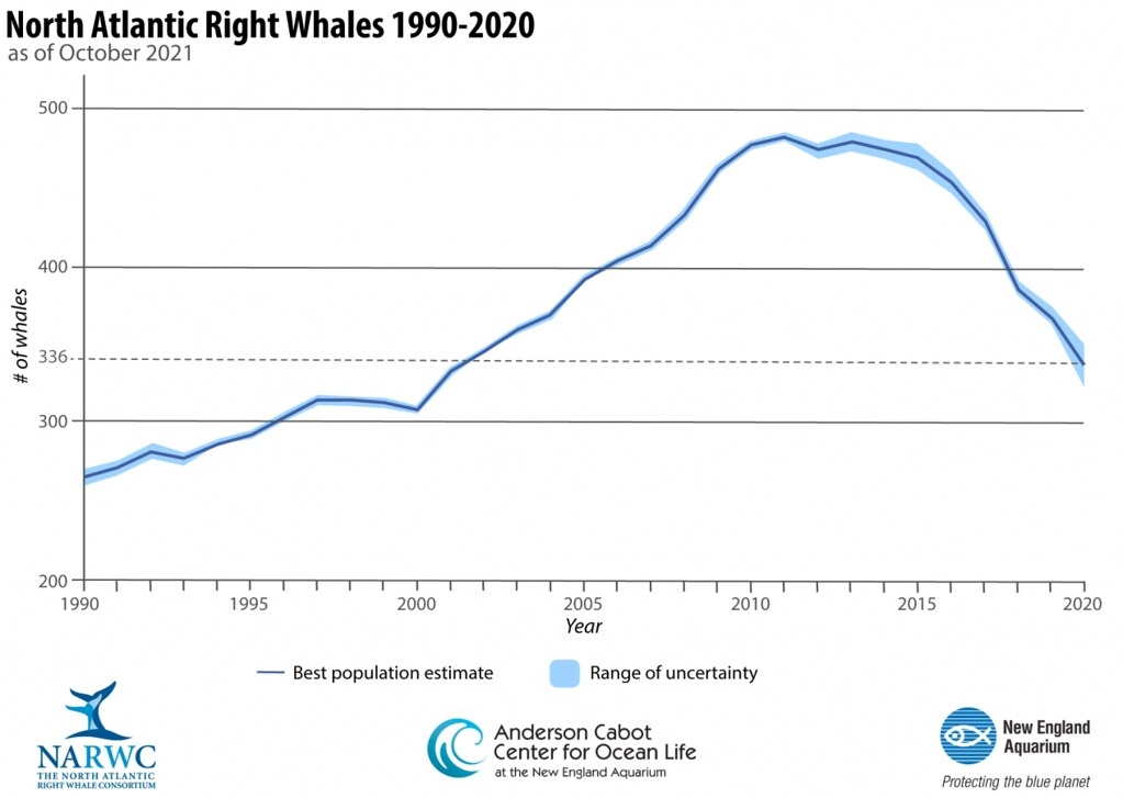 极度濒危的北大西洋露脊鲸深受人类的龙虾捕捞威胁