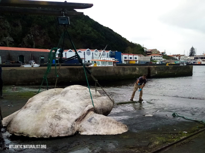 葡萄牙研究人员捕捉到有史以来最大鱼类：重达6000多磅的太阳鱼