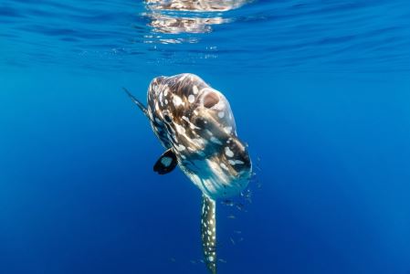 巨型翻车鱼刷新全球最大硬骨鱼新纪录