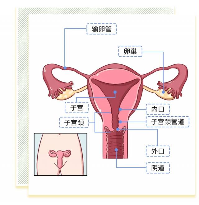 女性阴部真实照片：详解健康女人真实完美阴道图片【多图】