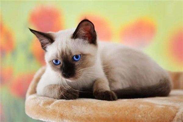 世界上最小的猫品种，新加坡猫长相可爱，看一眼就萌化