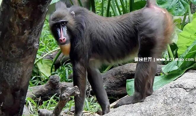 世界上最恐怖的猴子是什么，山魈战斗力最高(能和老虎打架)
