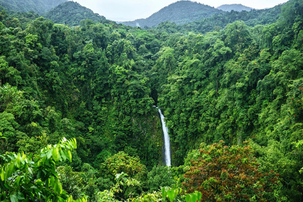 世界三大热带雨林：亚洲雨林群系(美洲雨林群系最大)