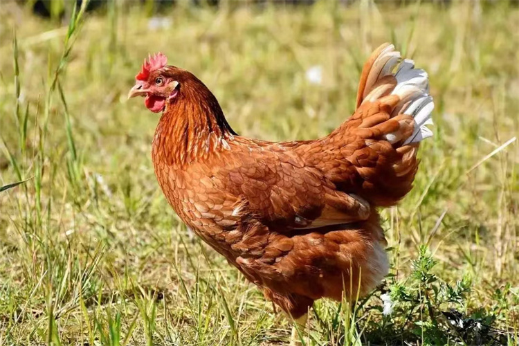 鸡为什么是进化最成功的生物？看看它的祖先是谁，人类自行惭愧
