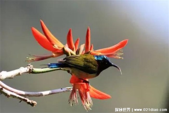 世界上体积最小的鸟，叉尾太阳鸟 (是在中国武夷山自然保护区)