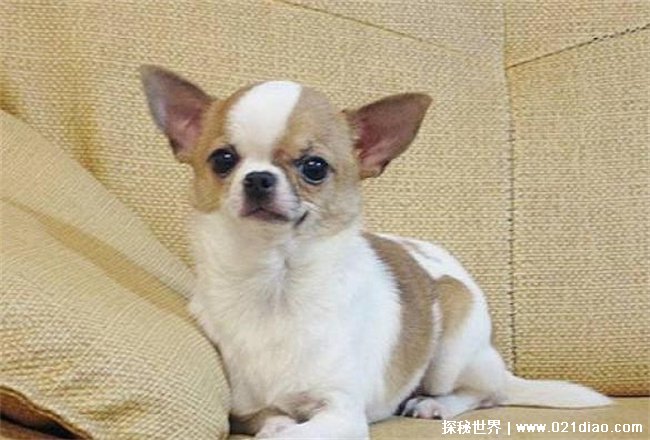 世界上最小的狗，吉娃娃 (体重只有1~3公斤)