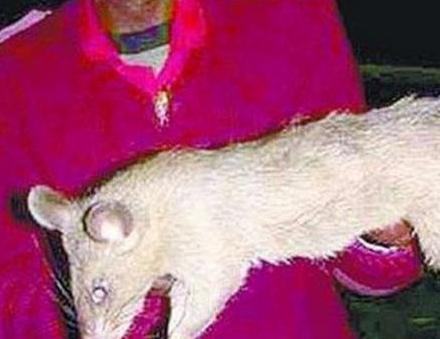 切尔诺贝利巨鼠伤人事件是真的吗？是不是变异物种（辐射变异）