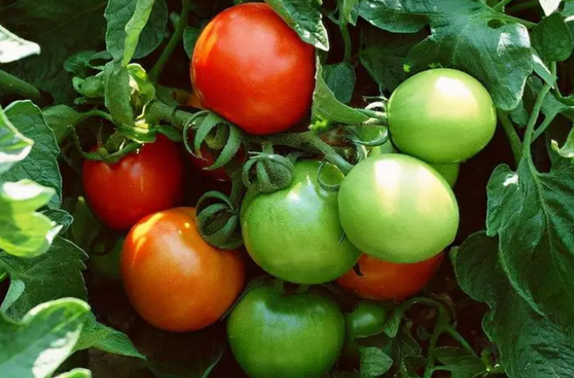 为什么番茄越来越难吃？可能是本质已经变了（食物本质）