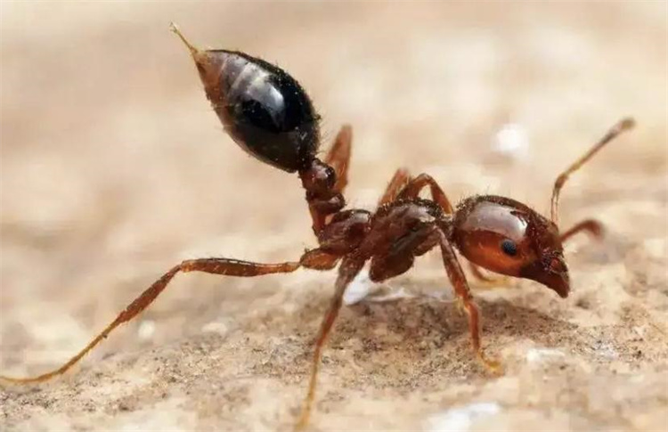 红火蚁的毒性到底有多强烈，成年男子被咬一口都会直接倒地休克