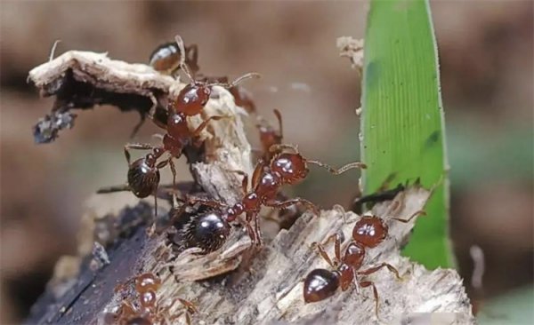 红火蚁的毒性到底有多强烈，成年男子被咬一口都会直接倒地休克