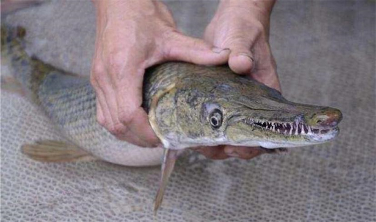 鳄雀鳝一次就能够产卵近二十万枚，是否会在我国水域内泛滥成灾