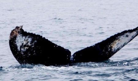 海洋最大生物鲸鱼的天敌居然只是一个小玩意儿（鲸鱼天敌）