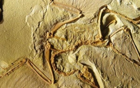 始祖鸟：侏罗纪带羽毛的恐龙（体长0.5米/德国出土）
