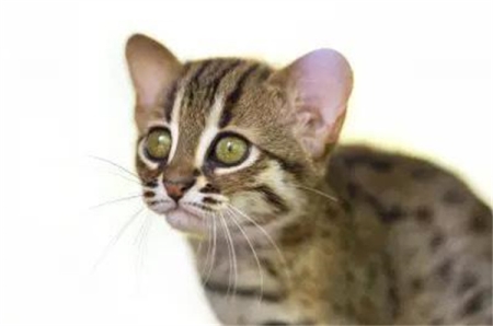 世界上最小的猫科动物，异常的凶悍（锈斑豹猫）