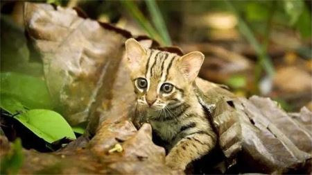 世界上最小的猫科动物，异常的凶悍（锈斑豹猫）