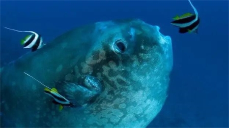 在世界范围内体重最重的硬骨鱼，幼体仅仅只有几毫米（翻车鲀）