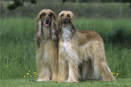 世界上最漂亮的犬种：阿富汗犬外形端庄优雅，但非常凶悍
