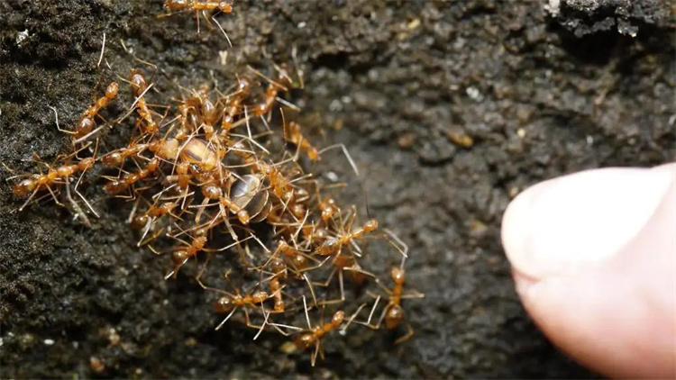 美国的很多地区红火蚁泛滥，为此，只好借助另一种生物前来助战