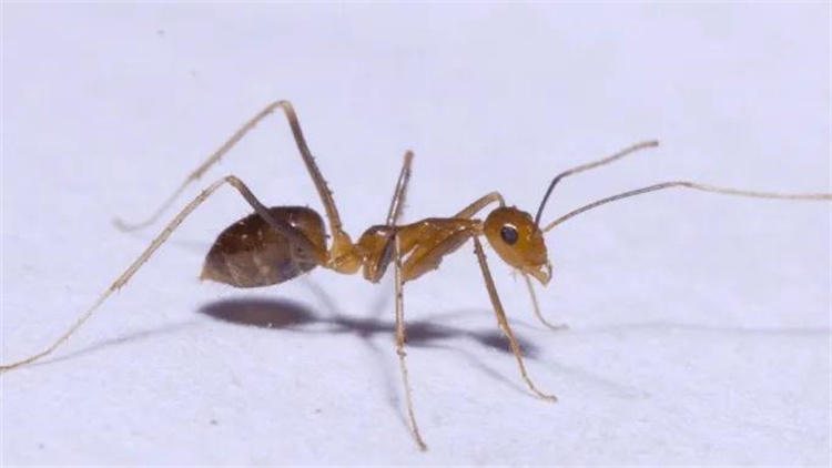 美国的很多地区红火蚁泛滥，为此，只好借助另一种生物前来助战