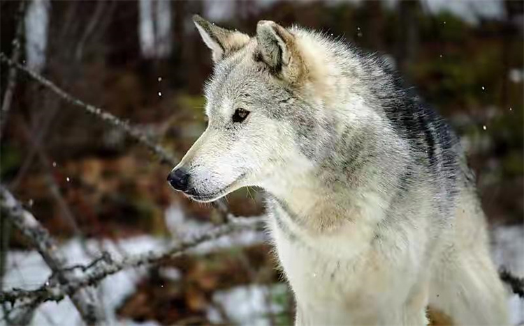狗狗竟然是从狼驯化而来，本来身为山林中的猛兽 如今竟成了宠物