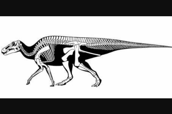 大鹅龙:大型植食恐龙(长13米/嘴巴扁平像鸭子)