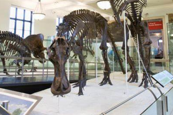 大鹅龙:大型植食恐龙(长13米/嘴巴扁平像鸭子)