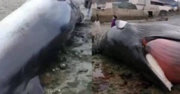 福州的海边发现一条鲸鱼，肚子胀的就像一个气球（鲸鱼尸体）