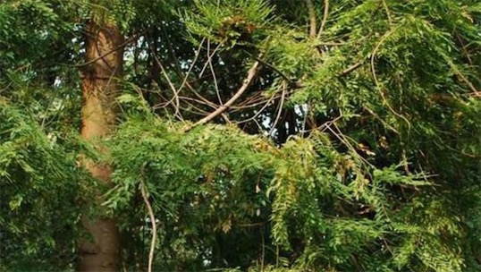 出木材最多的树 鸡毛松树干直径达三米