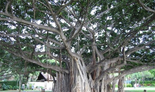 世界上最大的树冠 一棵孟加拉榕树秒杀整片森林