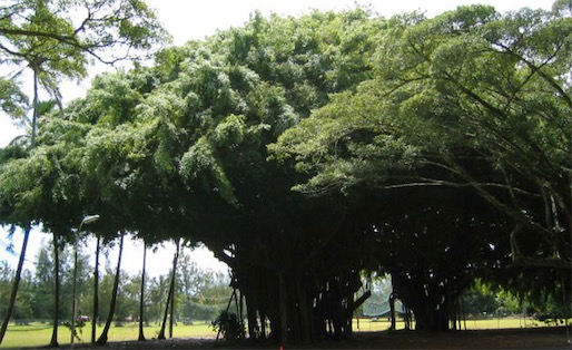 世界上最大的树冠 一棵孟加拉榕树秒杀整片森林