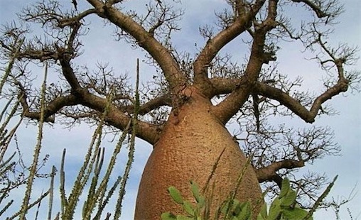 世界上最能储存水的树 成年纺锤树可存水两吨