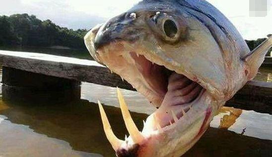 世界上最危险的怪鱼(世界上15种最危险的鱼)