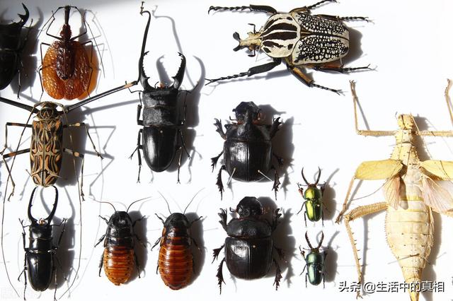 世界上最危险的20种昆虫(世界上哪种动物最危险)