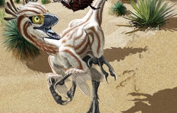 野蛮盗龙：加拿大小型食肉恐龙（长0.7米/6500万年前）