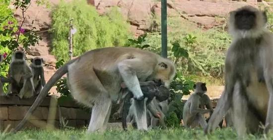 猴子们围在间谍小猴的“尸体”旁，议论纷纷，气氛悲伤而凝重。