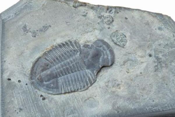 三叶虫化石脚印是真的吗：不是(自然形成的空洞)
