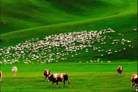 内蒙古历史文化是怎样的？内蒙古哪里草原最美