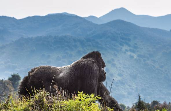 卢旺达火山公园，山地大猩猩